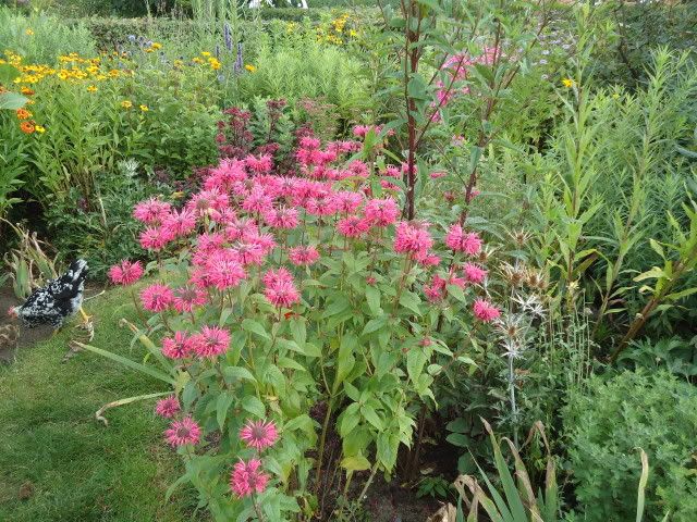 Perennials in August